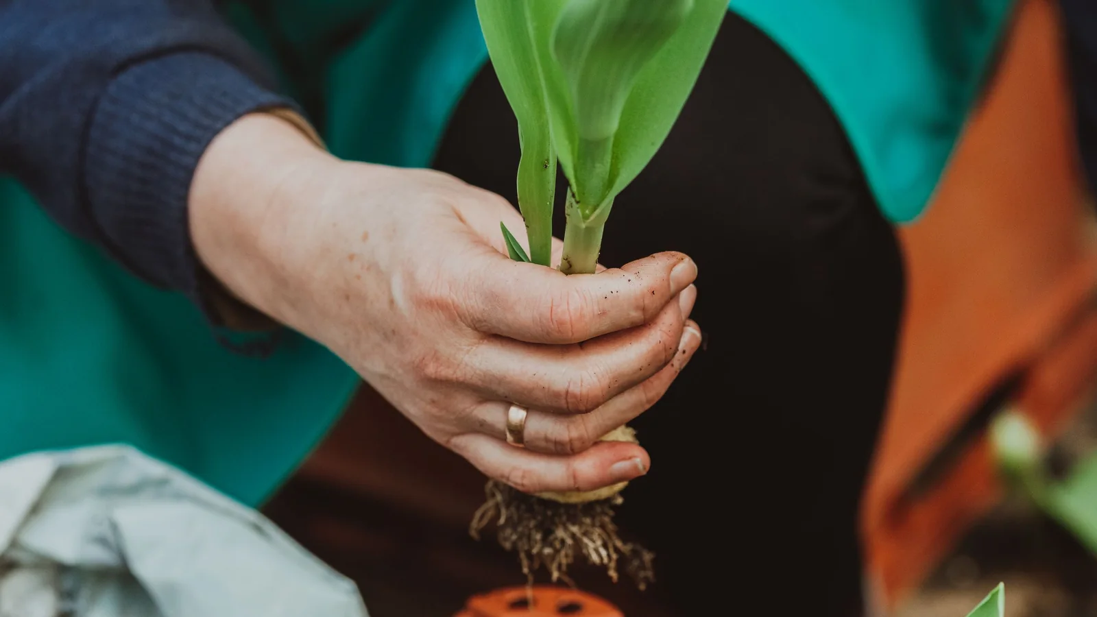 Hands gently cup a young green plant in a greenhouse.